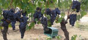 уборка винограда в италии